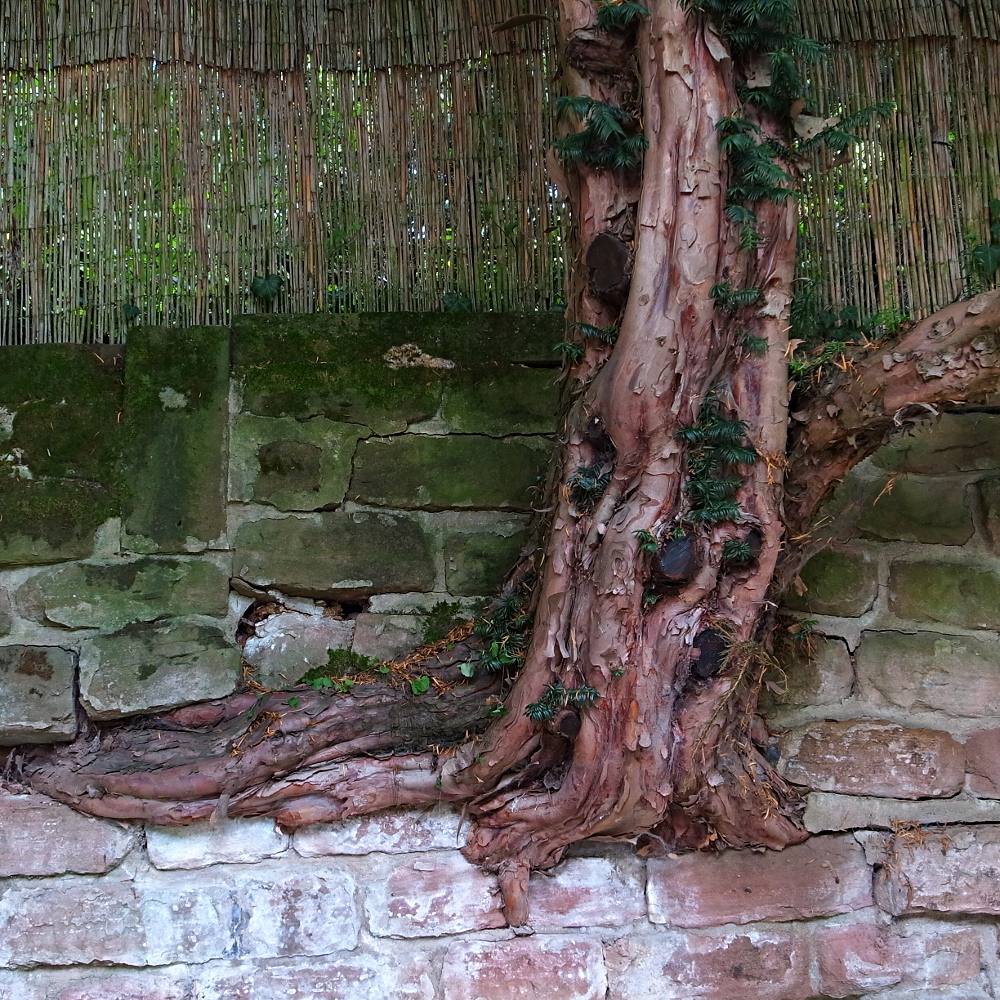 Tree in wall